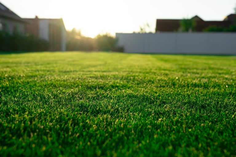 Beautiful garden with grass
