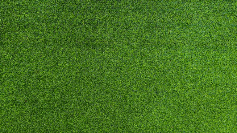 Green grass field